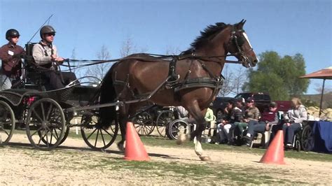 Carriage Driving - YouTube