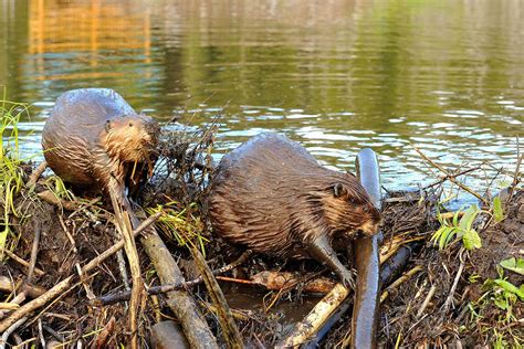 Why Do Beavers Build Dams? Talk Radio News