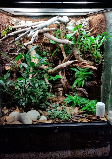 Pin by Becca Dunham on geckos | Gecko vivarium, Crested gecko vivarium ...