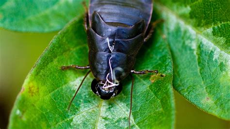 Cockroach Milk: Yes. You Read That Right : The Salt : NPR