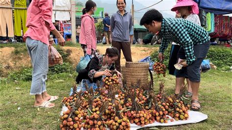 Harvesting Lychee goes to the market sell, Buy more pets Vàng Hoa, king ...