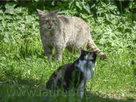 Wildcat in Scotland - Review of conservation status and activities | NatureScot