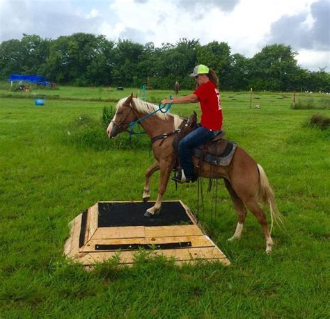 Pin by Michelle Missy B on Trail horse Obstacle Ideas | Horses, Horse obstacle course ideas ...