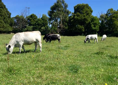 Speckle Park » Fish Creek Farm