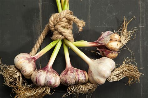 Benefits of Aged Garlic Extract (AGE) | Aged garlic extract, Garlic ...