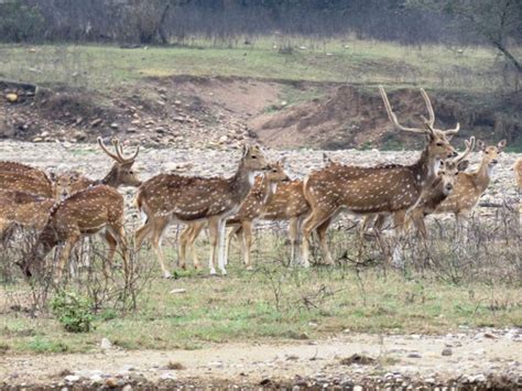 ANIMALS FOUND IN RAJAJI NATIONAL PARK | RAJAJI NATIONAL PARK