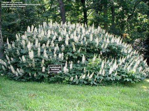 Propagation: Bottlebrush Buckeye, 1 by scooterbug