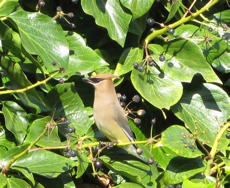 Cedar Waxwing | A flock of about 40 Cedarwaxwings arrived in… | Flickr