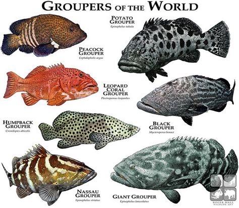 Groupers of the World | Marine animals, Grouper fish, Water animals