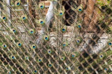 peacock feathers, close up 9749347 Stock Photo at Vecteezy