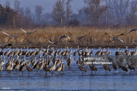 Sandhill Crane Migration Along Platte River High-Res Stock Photo ...