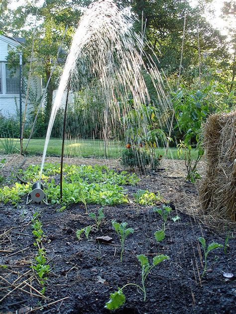 How to Plant and Grow Kale | General Planting & Growing Tips – Bonnie ...