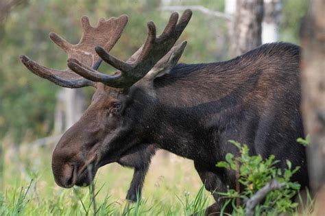 The Complete Guide to Wildlife Viewing in Banff National Park