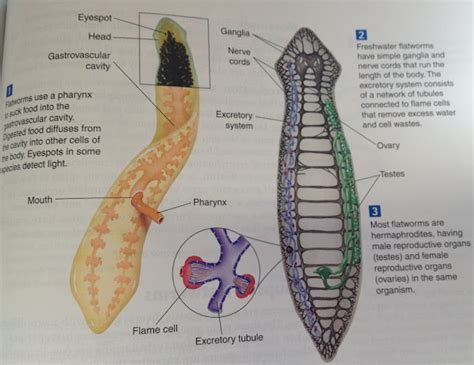 KINGDOM ANIMALIA : Phylum Platyhelmithes