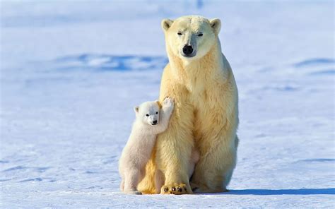 HD wallpaper: winter, light, snow, baby, polar bears, White bear | Wallpaper Flare