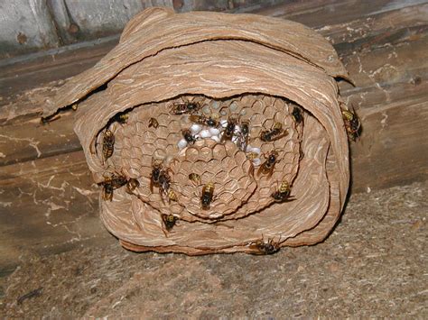 File:Hornets nest.jpg