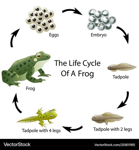 Life cycle of a frog Royalty Free Vector Image