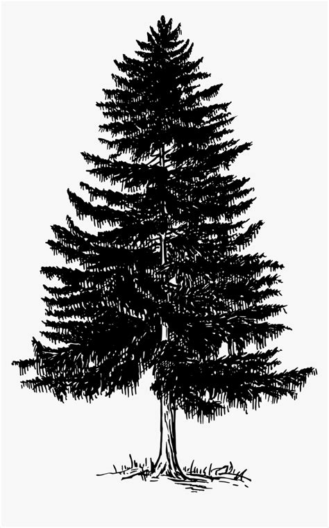 Black And White Pine Tree Png Vector, Clipart, Psd - Pine Tree Black ...