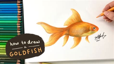 How To Draw A Goldfish