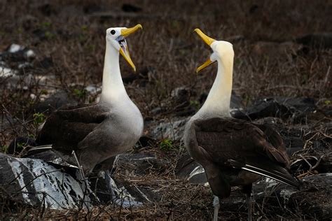 Albatross Mating Ritual: justin_time: Galleries: Digital Photography Review : Digital ...