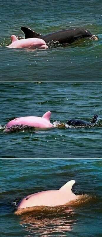 Albino (Pink) Bottlenose Dolphin | Albino animals, Pink dolphin, Dolphins