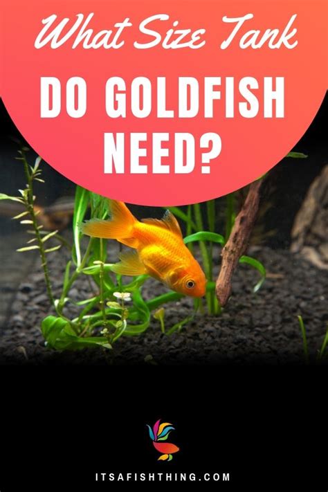 Goldfish Tank Size Guide: Does Size Matter? | Hepper | Goldfish tank ...