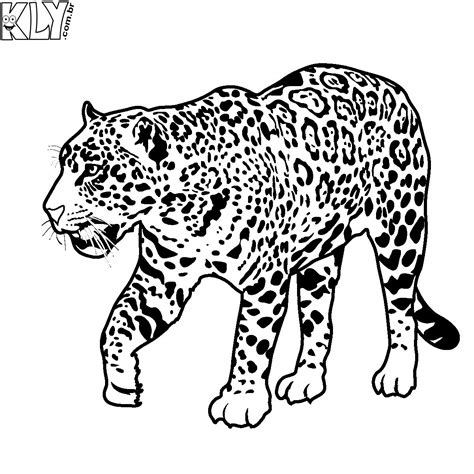 Onça Pintada – Desenhos para Colorir - Desenhos Para Colorir