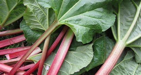 What Does Rhubarb Taste Like? Recipes to Make it Taste Better