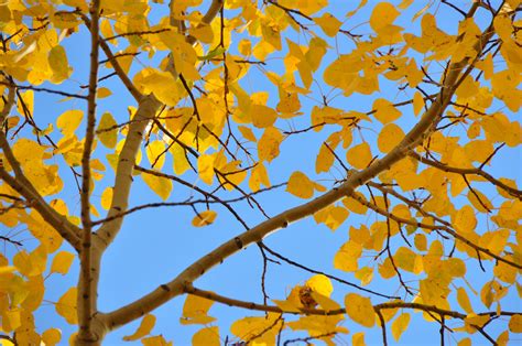 1024x768 wallpaper | yellow leaf tree | Peakpx