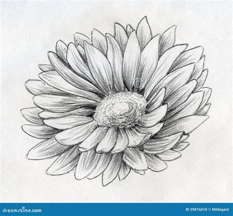 Daisy Flower Pencil Drawing | Wallpapers Gallery