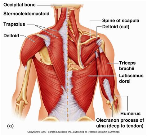 All Hands on Fitness: 3 Reasons Why Your Neck is Always Tight