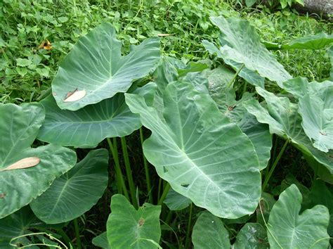 Colocasia esculenta (L.) Schott | Colombian Plants made accessible