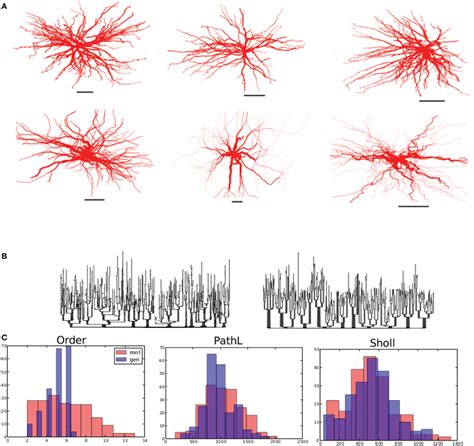 Alpha motor neurons and their virtual counterparts. (A) Reconstructed... | Download Scientific ...