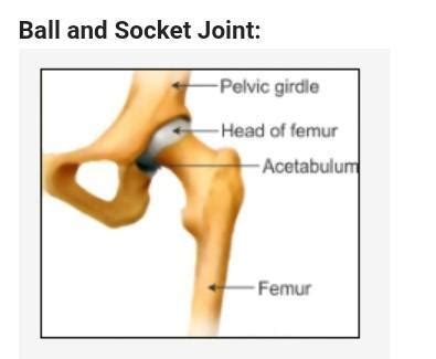 Draw a labelled diagram of a ball and socket joint. - Brainly.in