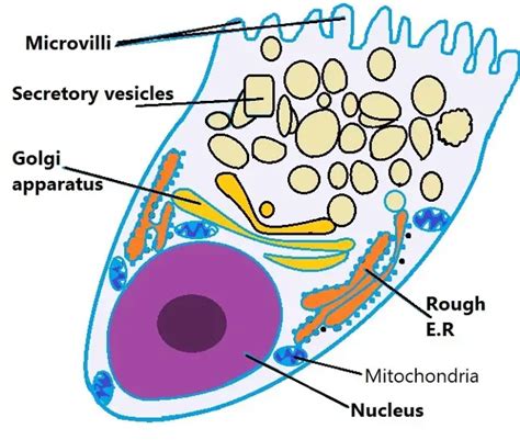 Where are Goblet Cells Located? What are their Functions?