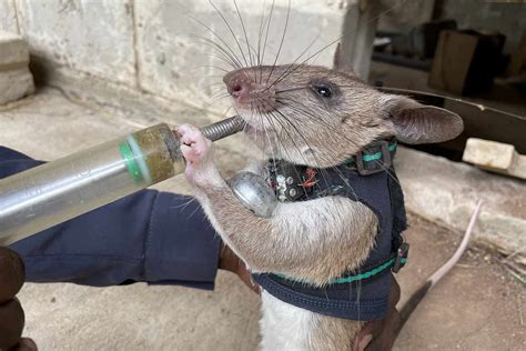 Hero Rats Project Training Rodents to Help With Earthquake Rescues