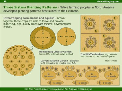 Intercropping | Planting plan, Three sisters, Garden planning