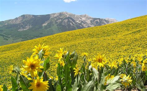 OLYMPUS DIGITAL CAMERA | Crested Butte Wildflower Festival