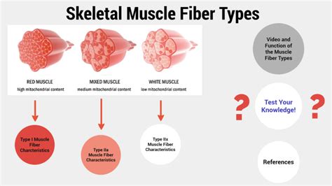 Skeletal Muscle Fibre Types