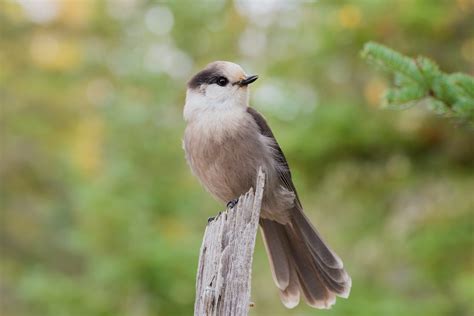 10 birds to look for in Canada this summer | Canadian Geographic