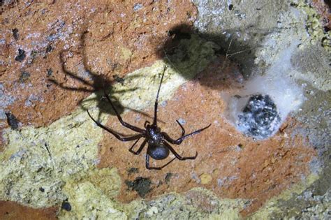 cave spiders | Bedfordshire Bat Group