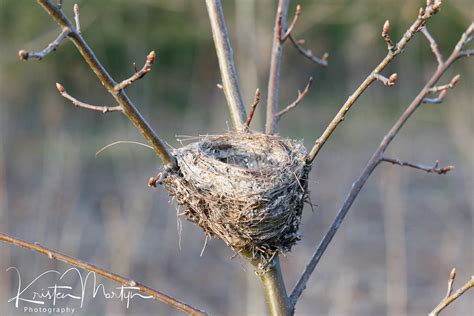 Nesting Goldfinches | Nature Notes Blog