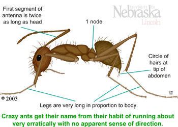 Crazy Ant Identification Resources | Nebraska Extension in Lancaster County | University of ...