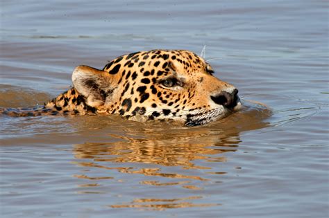 Jaguar swimming by Andy Whittaker and Jaque Fortuna - Photo 5159442 / 500px