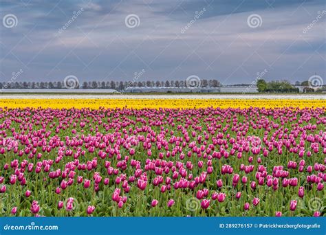 Tulip field at sunset stock image. Image of scenics - 289276157