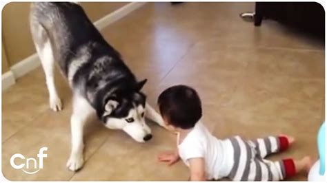 Husky Plays With Baby | Puppy Playtime - YouTube