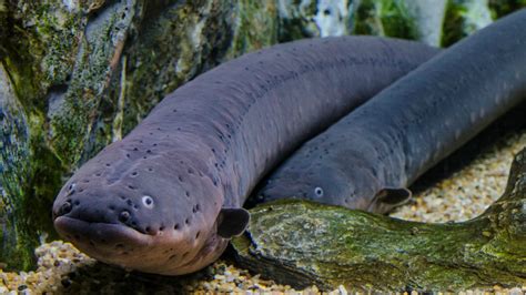 Pax on both houses: Electric Eel Doubles Shock Value By Curling Up Before Striking Prey