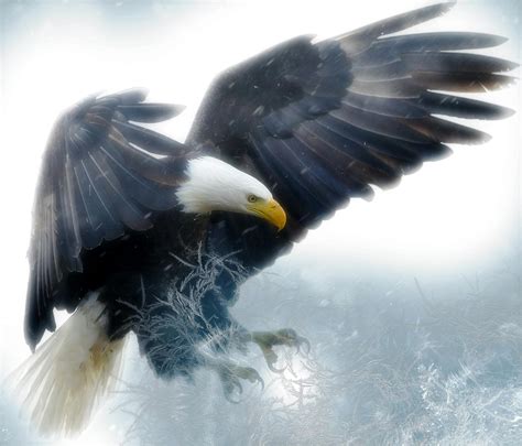 Free stock photo of american, bald eagle, bird