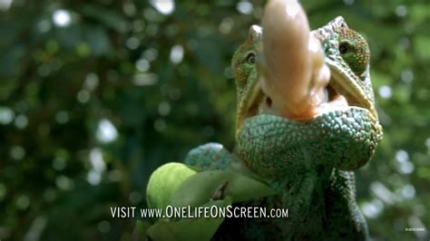 Chameleon Tongue In Slow Motion | One Life | BBC Earth - YouTube