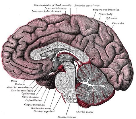 Sagittal Section Of Brain - cloudshareinfo